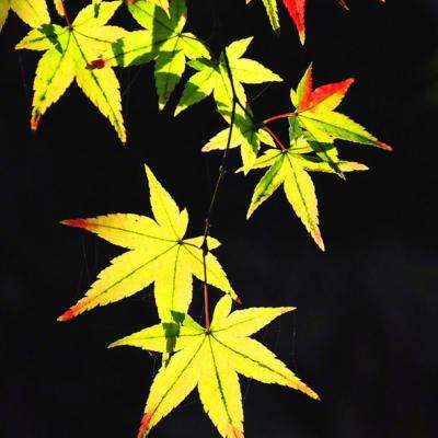 橡果庄园最新版下载